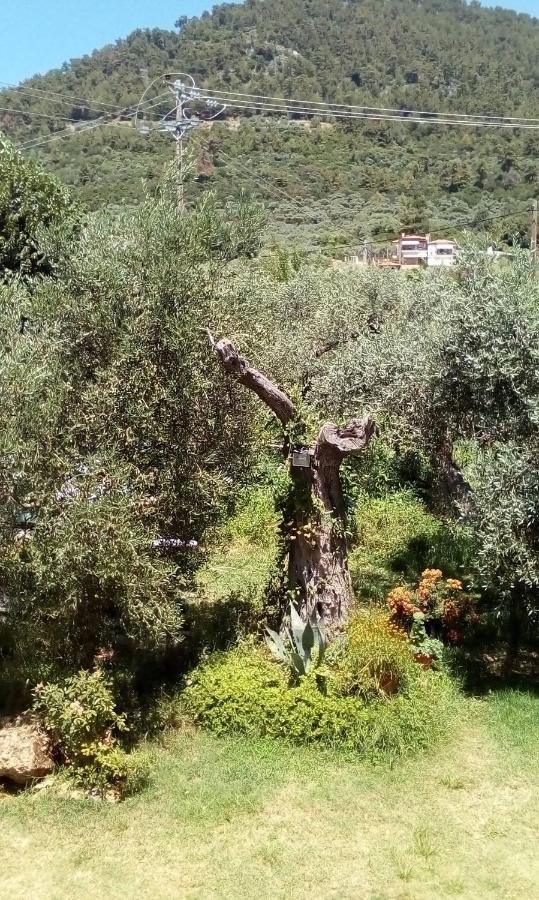 Olive Garden Villas And Apartments Chrysi Ammoudia Exterior foto